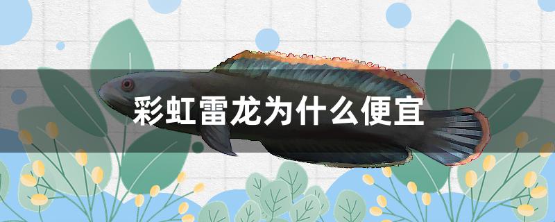 彩虹雷龙为什么便宜 观赏鱼鱼苗