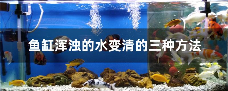 魚(yú)缸渾濁的水變清的三種方法是啥