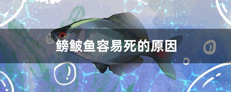 鳑鲏魚容易死的原因是什么 印尼四紋虎