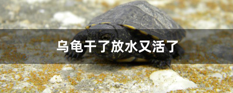 烏龜干了為什么放水又活了 觀賞魚飼料