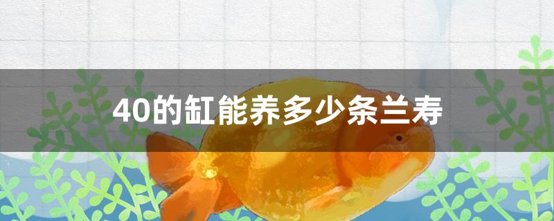 40的缸能养多少条兰寿