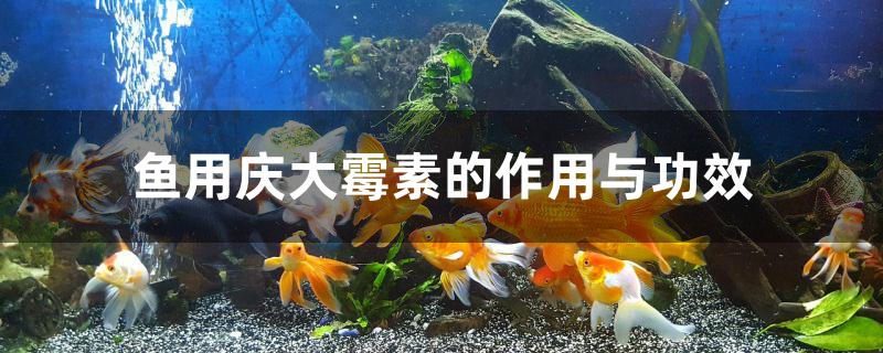 鱼用庆大霉素的作用与功效