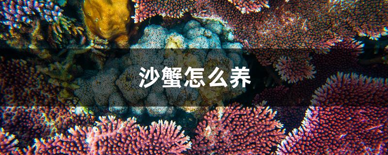 沙蟹怎么养 白化巴西龟（白巴）