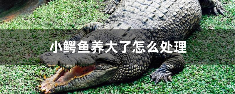 小鳄鱼养大了怎么处理