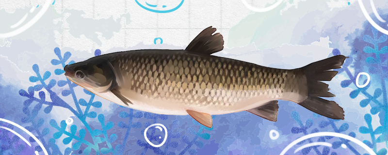 草魚冬は餌を与える必要がありますか、どのくらい餌を与えないことができますか