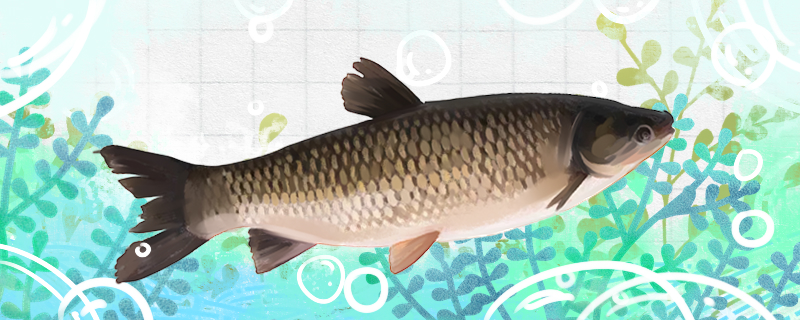 Does grass carp grow in winter? Should it be fed in winter?