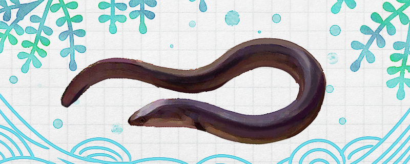 鳗鲡和鳗鱼是同一种鱼吗，有什么区别