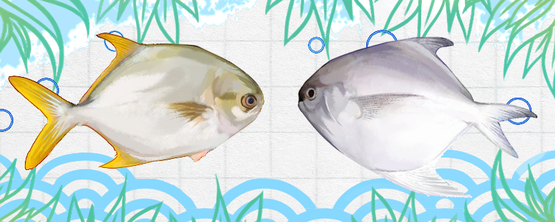 平鱼和鲳鱼是同一种鱼吗，有什么区别