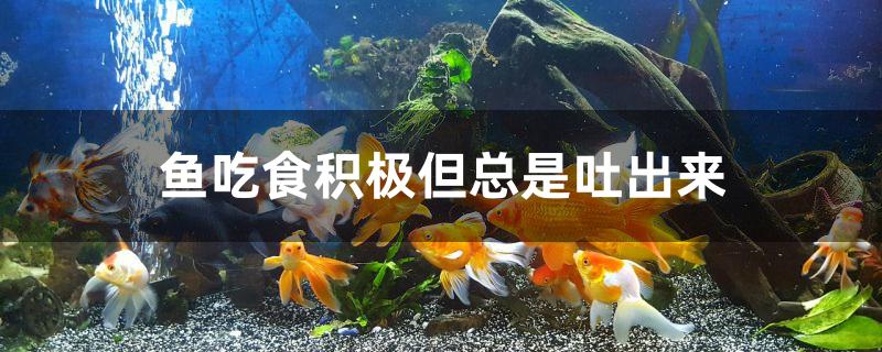 鱼吃食积极但总是吐出来怎么回事 小型观赏鱼