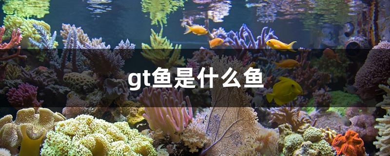 gt鱼是什么鱼