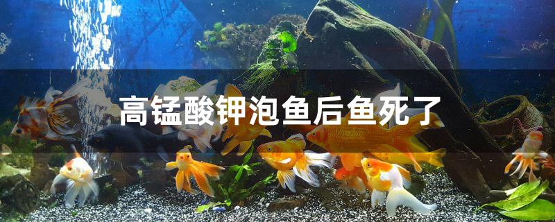 为什么高锰酸钾泡鱼后鱼死了