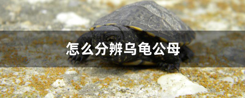 怎么分辨乌龟公母 肥料