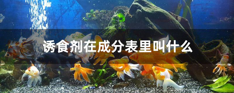 誘食劑在成分表里叫什么 白子金龍魚