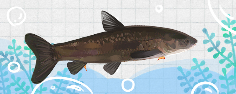 Do the black carp have more spines? Which has more spines, the grass carp or the black carp?