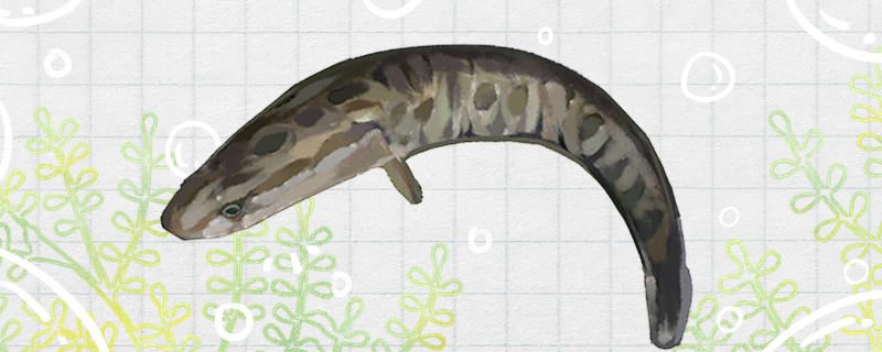 Does snakehead grow fast? How long can you raise 3 jins?