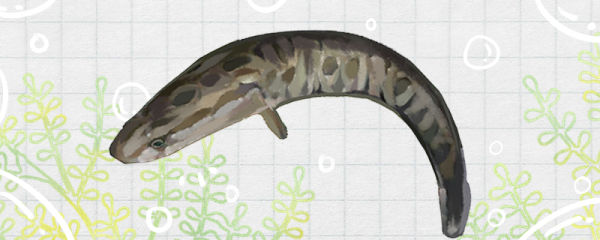 黑鱼生长速度快吗，多久可以养到三斤