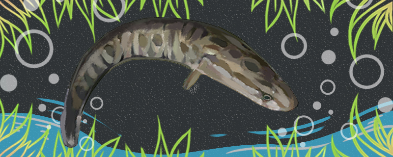 黑鱼为什么有蟒蛇纹，为什么死了以后还能动