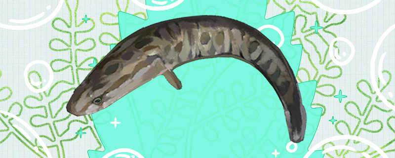 Why is the snakehead so like a python? Is it evolved from a snake?