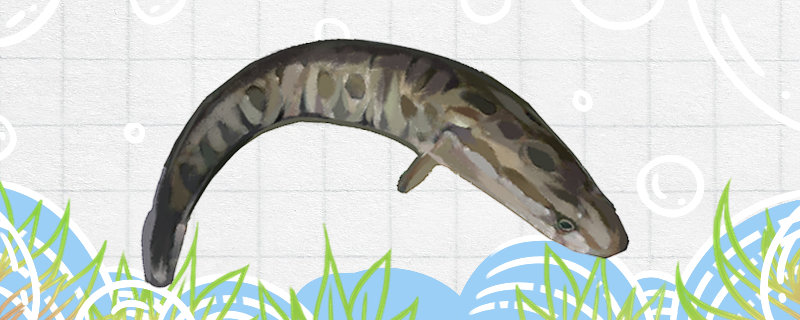 Can snakehead be raised with tap water? Will it die if it is raised with tap water?