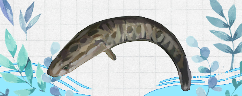 黑鱼能养吗怎么养 白化火箭鱼