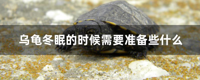 乌龟冬眠的时候需要准备些什么