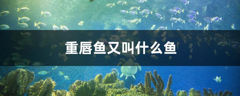 重唇魚又叫什么魚