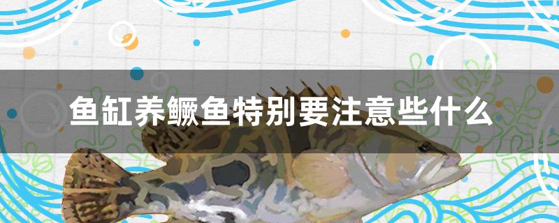 鱼缸养鳜鱼特别要注意些什么