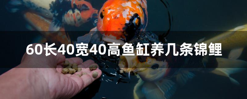 60长40宽40高鱼缸养几条锦鲤