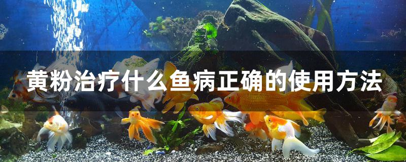 黄粉治疗什么鱼病正确的使用方法 大湖红龙鱼