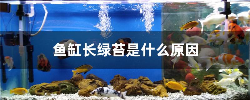 魚缸長綠苔是什么原因 飛鳳魚