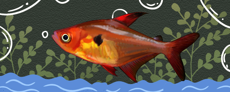 红旗鱼好养吗，怎么养