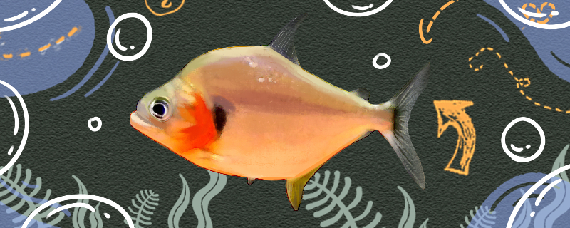 Is red gill piranha easy to raise? How to raise it?