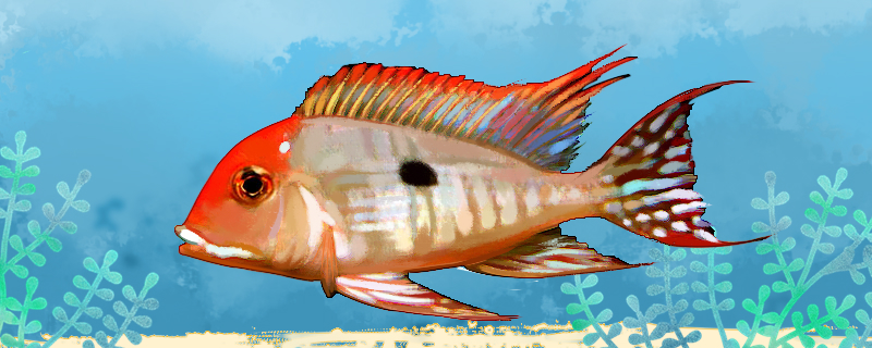 Is the red-headed standing fish easy to raise? How to raise it?