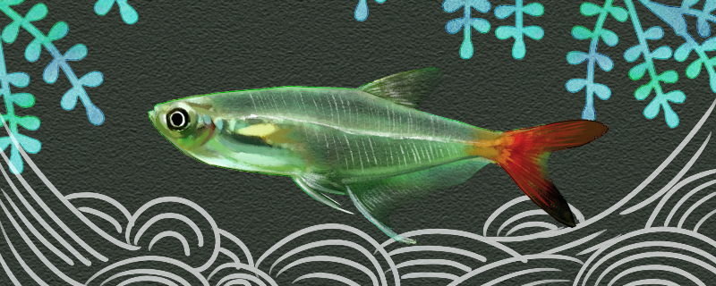 Is the red-tailed glass lamp fish easy to raise? How to raise it?
