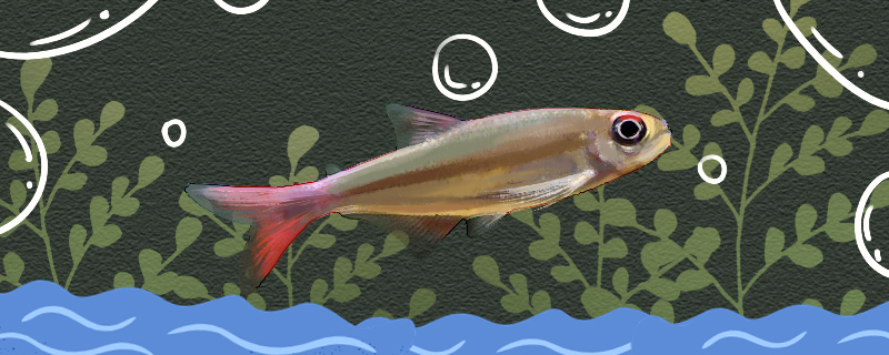红尾法拉利灯鱼好养吗怎么养 黄金眼镜蛇雷龙鱼