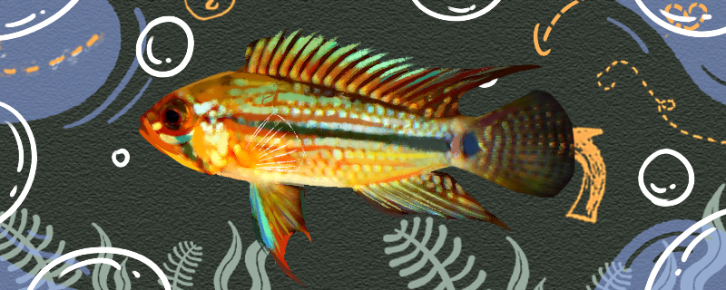 Is it easy to raise the red line Xishi bream? How to raise it?