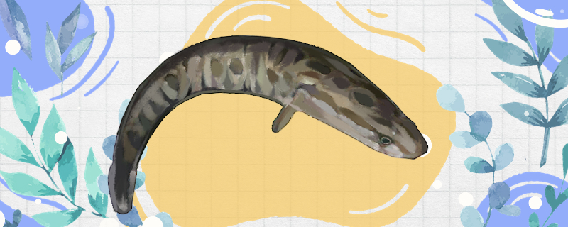 What kind of food do snakeheads eat and how often are they fed?