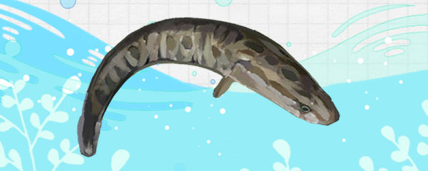 黑鱼会冬眠吗，冬眠多长时间