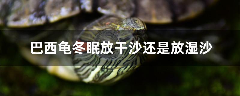 巴西龜冬眠放干沙還是放濕沙 高背金龍魚