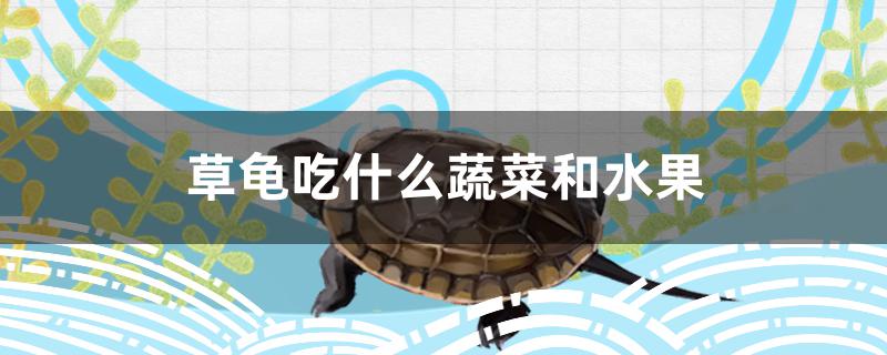 草龟吃什么蔬菜和水果