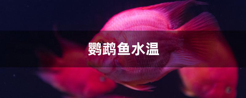 鹦鹉鱼水温维持多少度