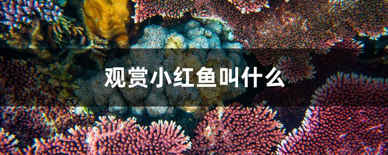 观赏小红鱼叫什么