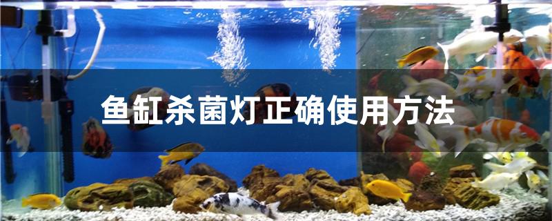 魚缸殺菌燈正確使用方法 白子球鯊魚