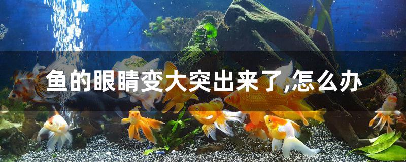 魚的眼睛變大突出來(lái)了怎么辦