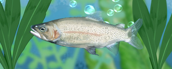 虹鳟鱼生活在哪里，生活在哪个水层