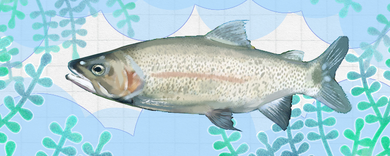 Is rainbow trout a freshwater fish or a marine fish, and where does it live?