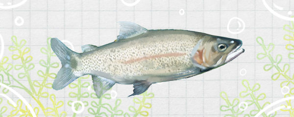 虹鳟鱼是三文鱼吗，和三文鱼有什么区别