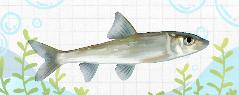 季花鱼是什么鱼 又叫什么鱼 鱼百科