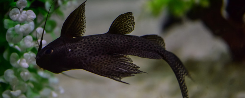 帆布魚池雨の日に注意して、帆布魚池ができる露天風呂養魚することができます