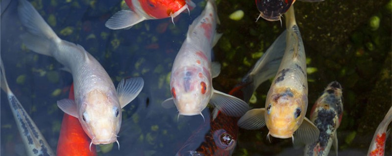 How deep are fish ponds usually dug? What are the benefits of deep fish ponds?